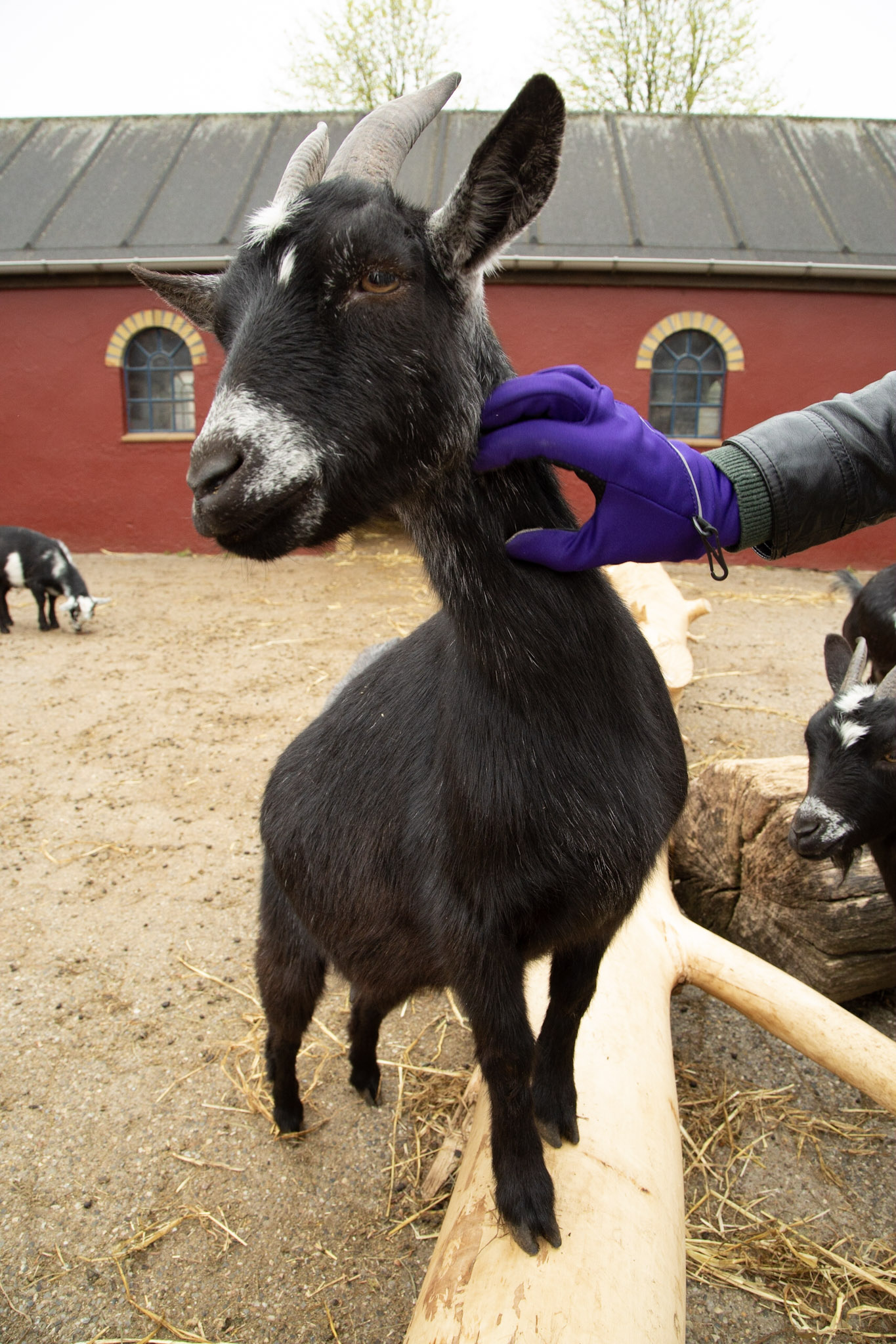 Jyllands Park Zoo